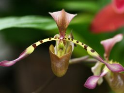 Paph.haynaldianum002_mini